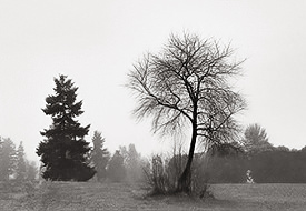 trees in fog 1