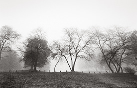 trees in fog 2