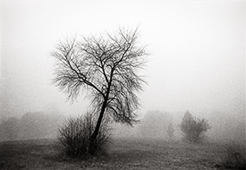 trees in fog 3