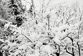 Monticello Snow II