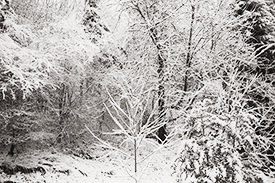 Monticello Snow III