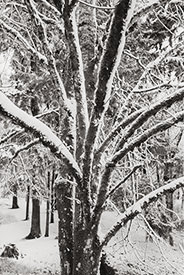 Monticello Snow IV