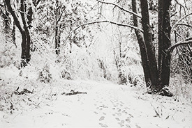 Monticello Snow VII
