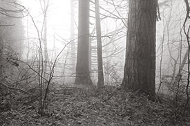 Monticello Fog V