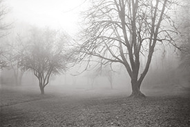 Monticello Fog X