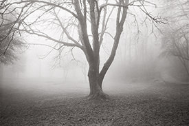 Monticello Fog XI