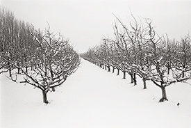 Harmony Orchards IX