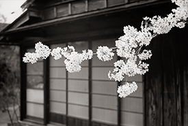 sakura branch