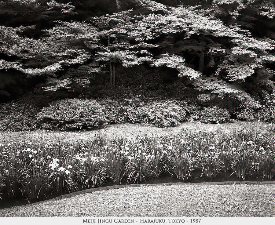 Meiji Jingu garden