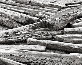 Seahurst driftwood