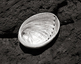 abalone shell