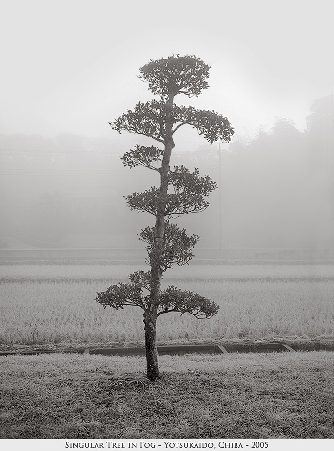singular tree in fog