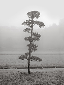 singular tree in fog