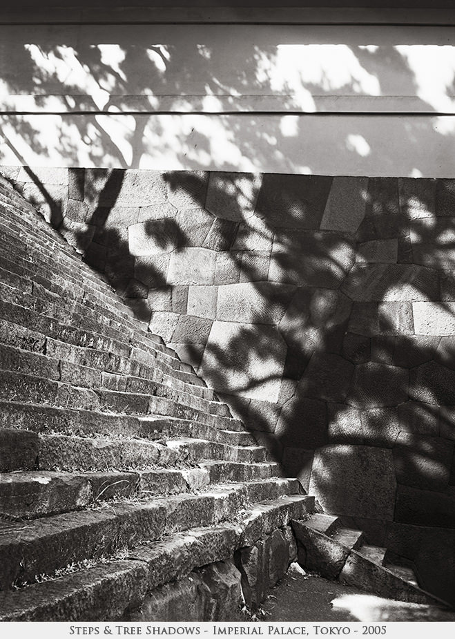 steps & tree shadows