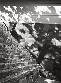 steps & tree shadows