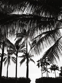 Palm Silhouettes I