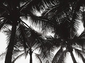 Palm Silhouettes III