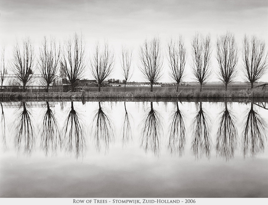 Row of Trees