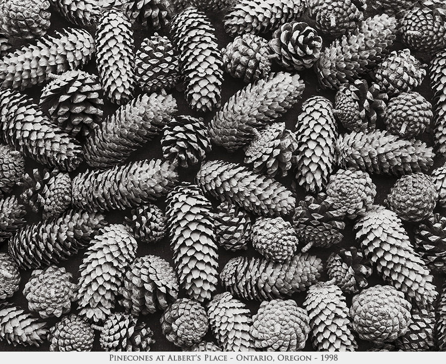 Pinecones at Albert's Place
