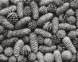 Pinecones at Albert's Place