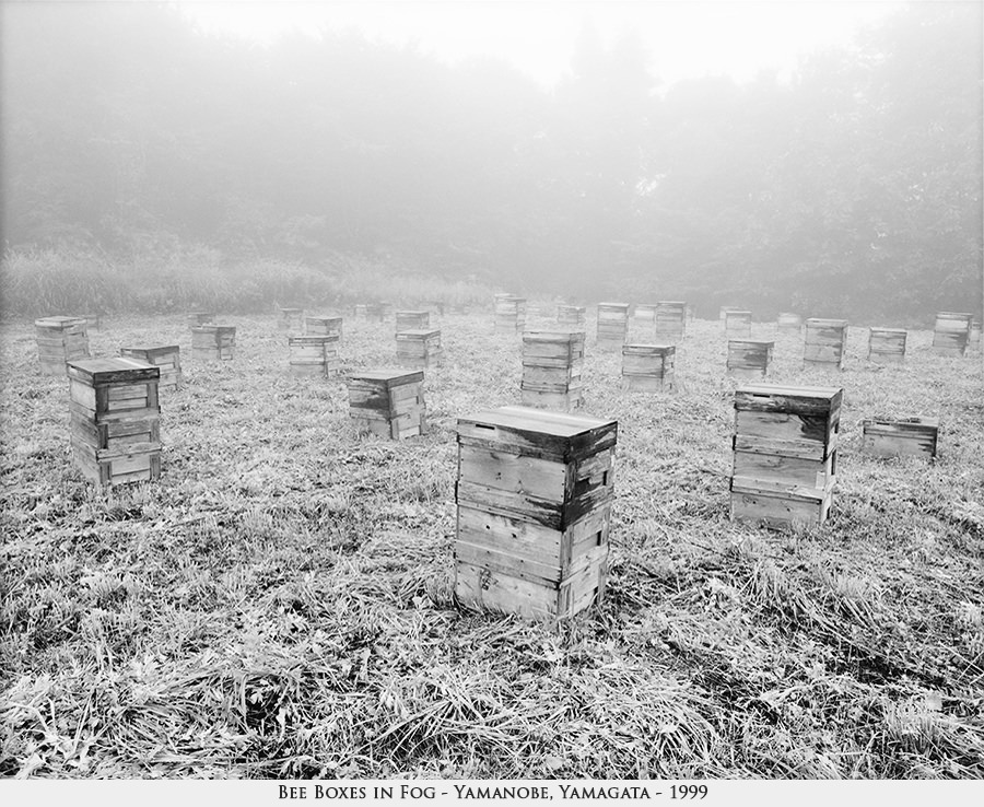 bee boxes in fog
