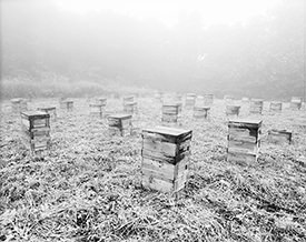 bee boxes in fog