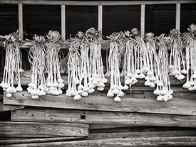 hanging garlic