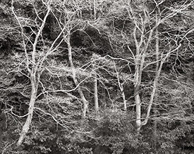Dosogo Koen trees