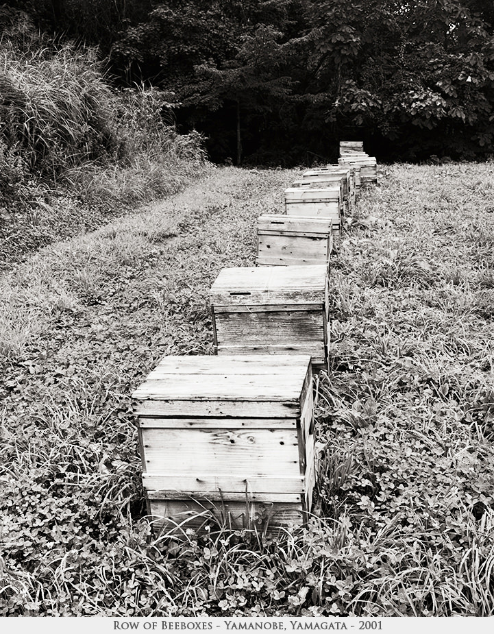 row of beeboxes