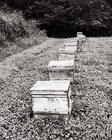 row of beeboxes