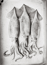 triple squid, wet