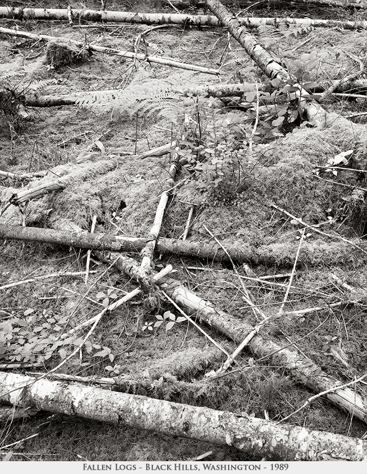fallen logs