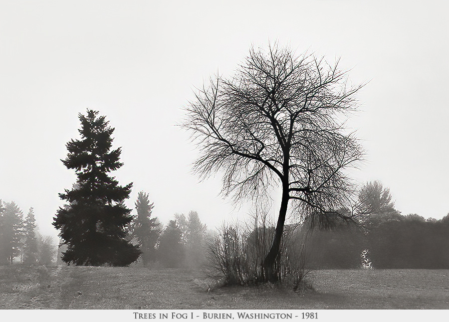 trees in fog 1