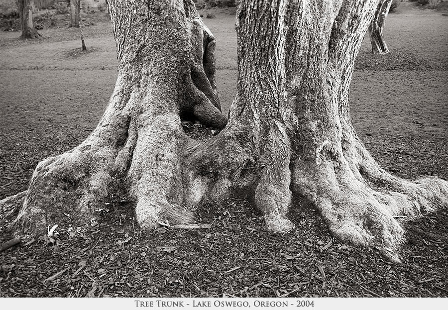 Tree Trunk