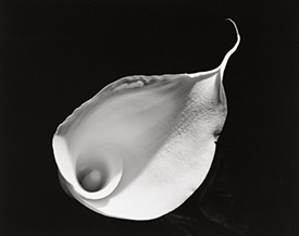 wedding calla