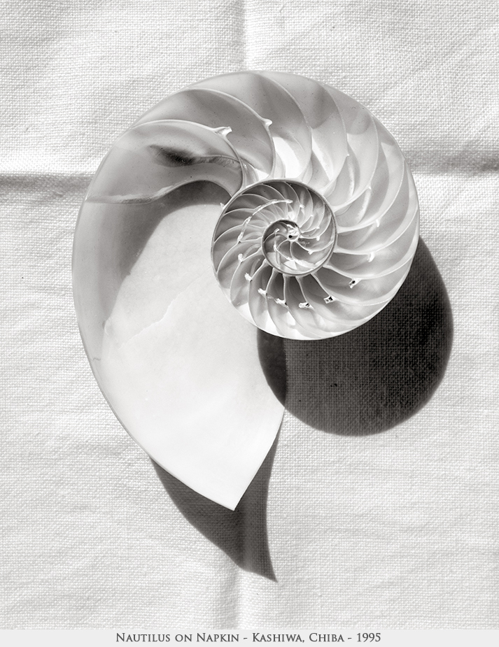 nautilus on napkin