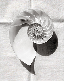 nautilus on napkin