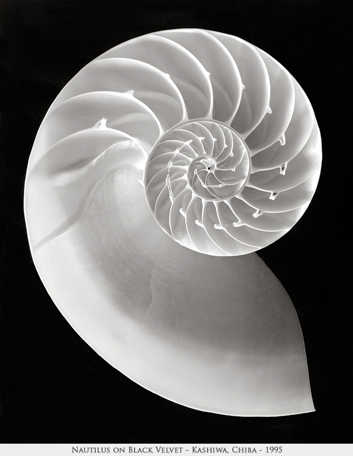 nautilus on black velvet