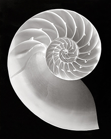 nautilus on black velvet