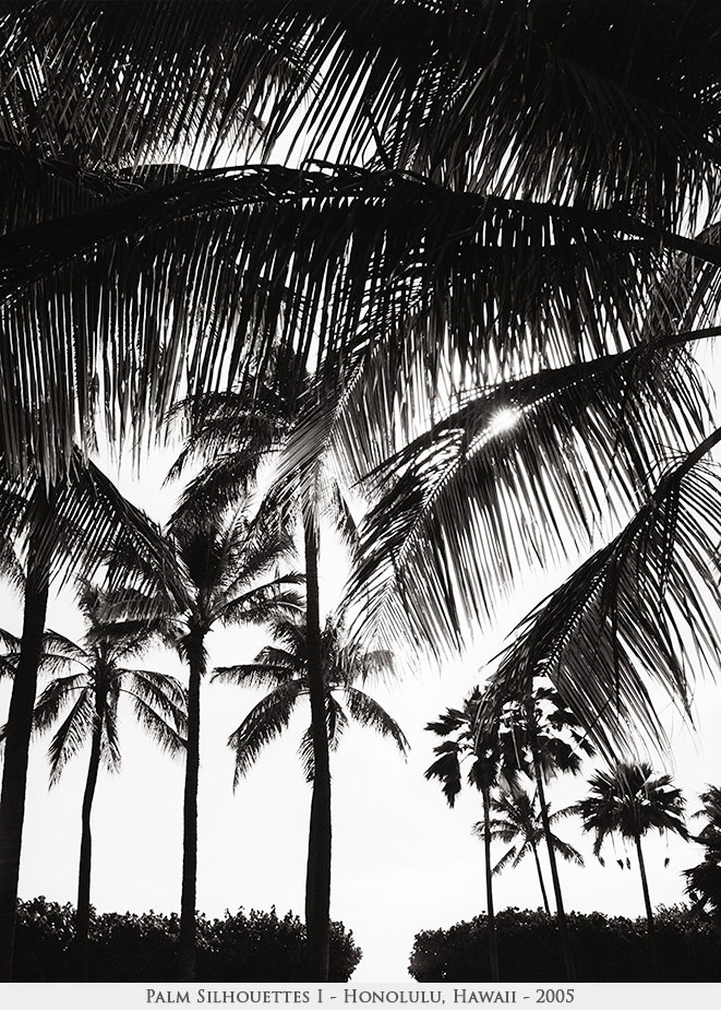 Palm Silhouettes I