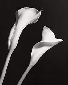 dual wedding callas