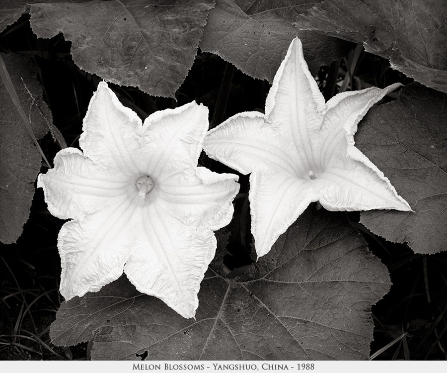 melon blossoms