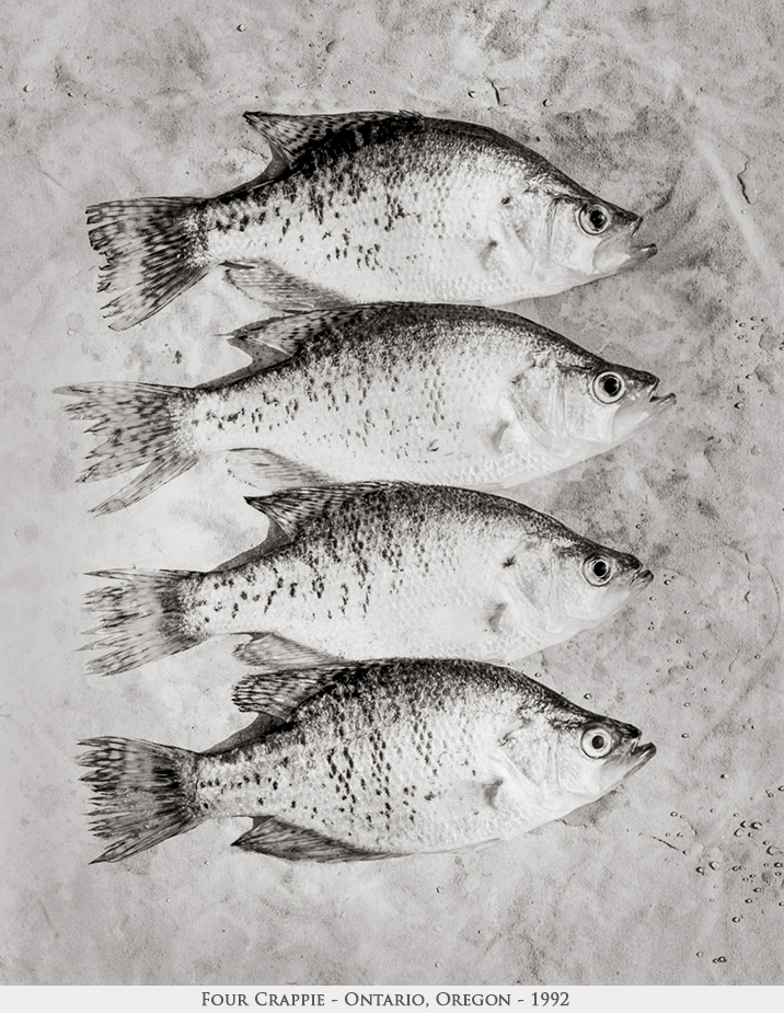 four crappie